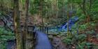 Kondalila Falls Walking Track - QLD (PB5D 00 51A0095)